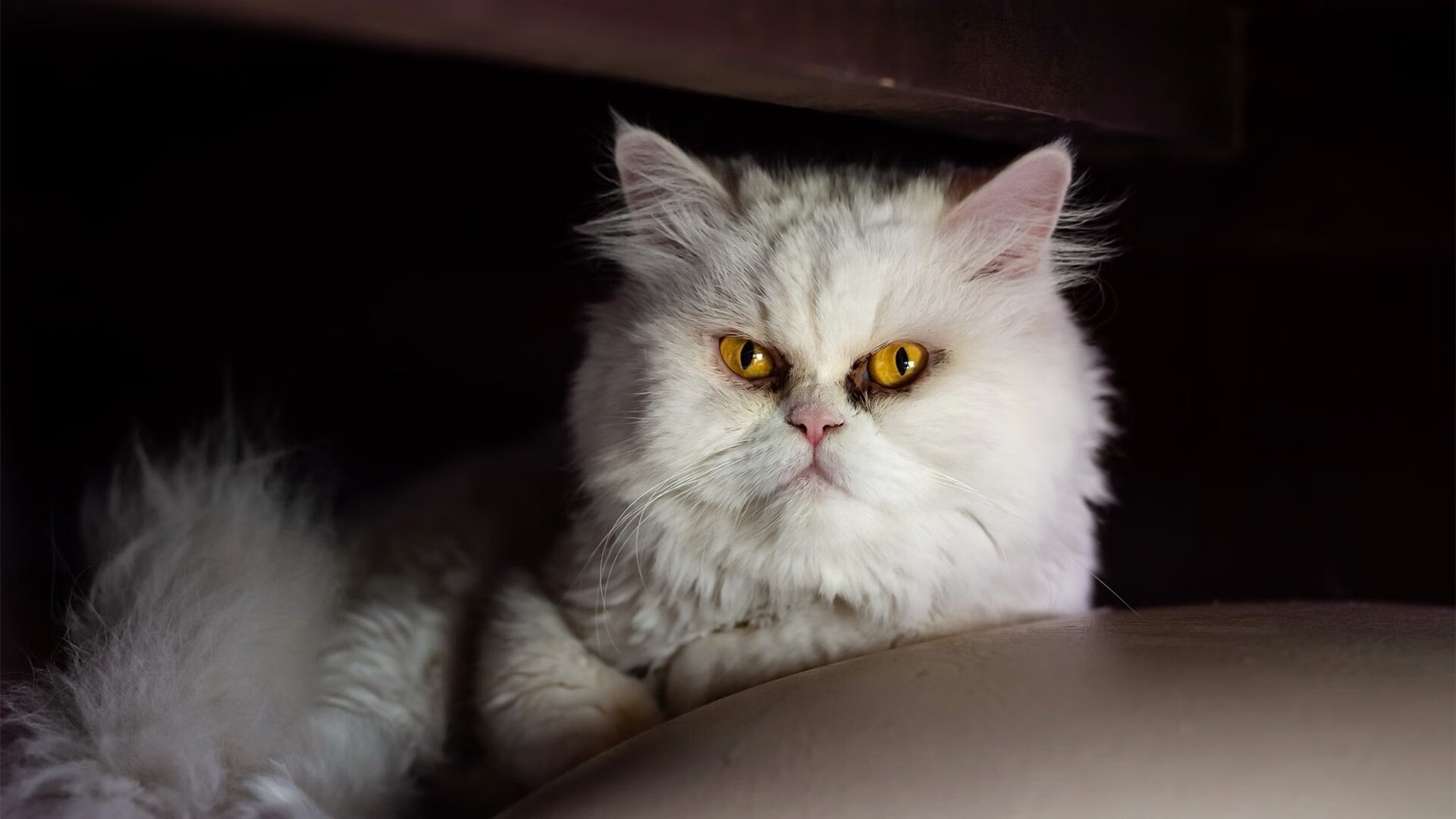 绝地反击！洪都拉斯逆袭日本，帕尔默三连击定江山