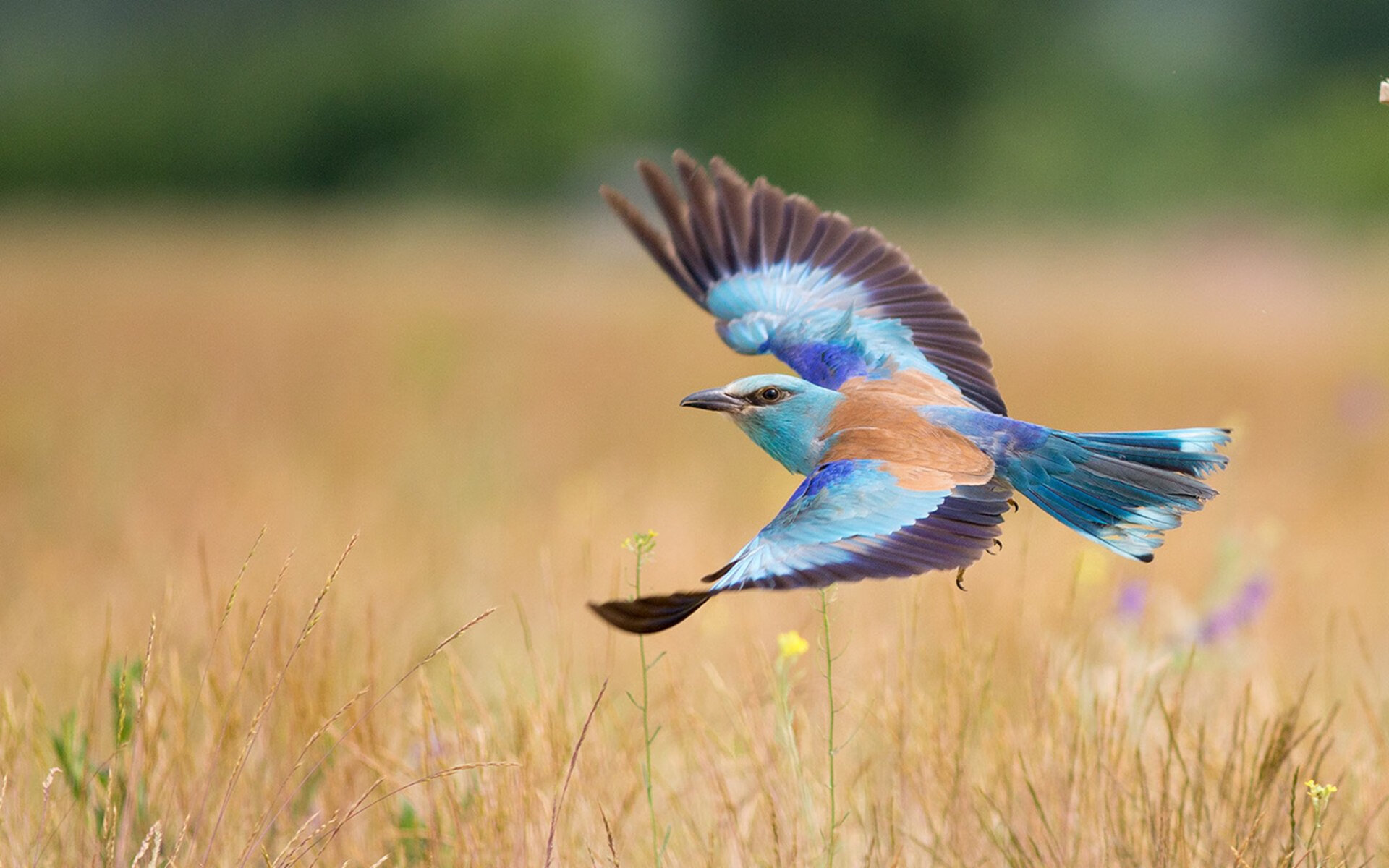 冰岛的叹息与洪都拉斯的烈日，西决生死战悬念终结时
