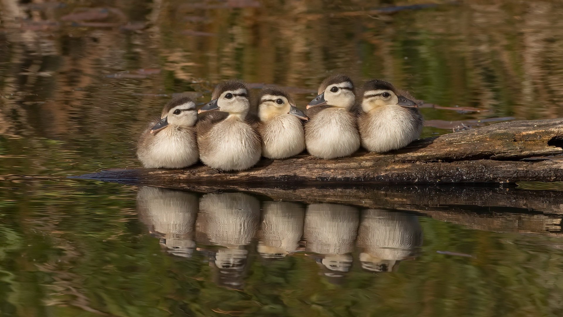 数字时代的骑士精神，字母哥在暴风雪中对抗全世界