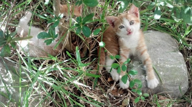 当孟菲斯遇见墨西哥城，一场硬仗与一场接管