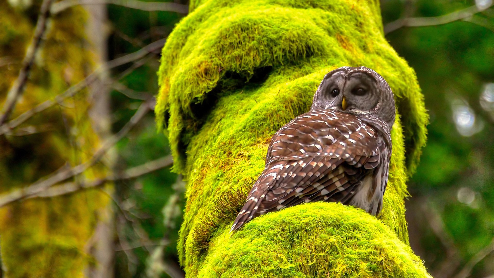布伦森上演关键先生戏码,太阳主场力克篮网稳固排位