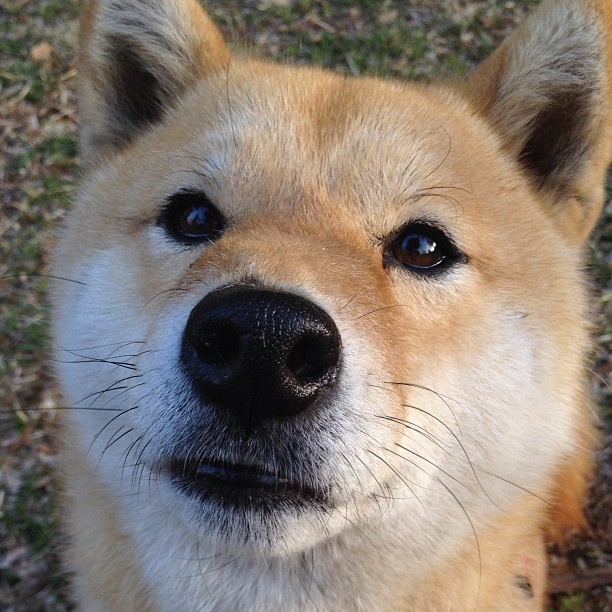 NBA季后赛惊现三分王,久保建英跨界射穿篮球界天花板