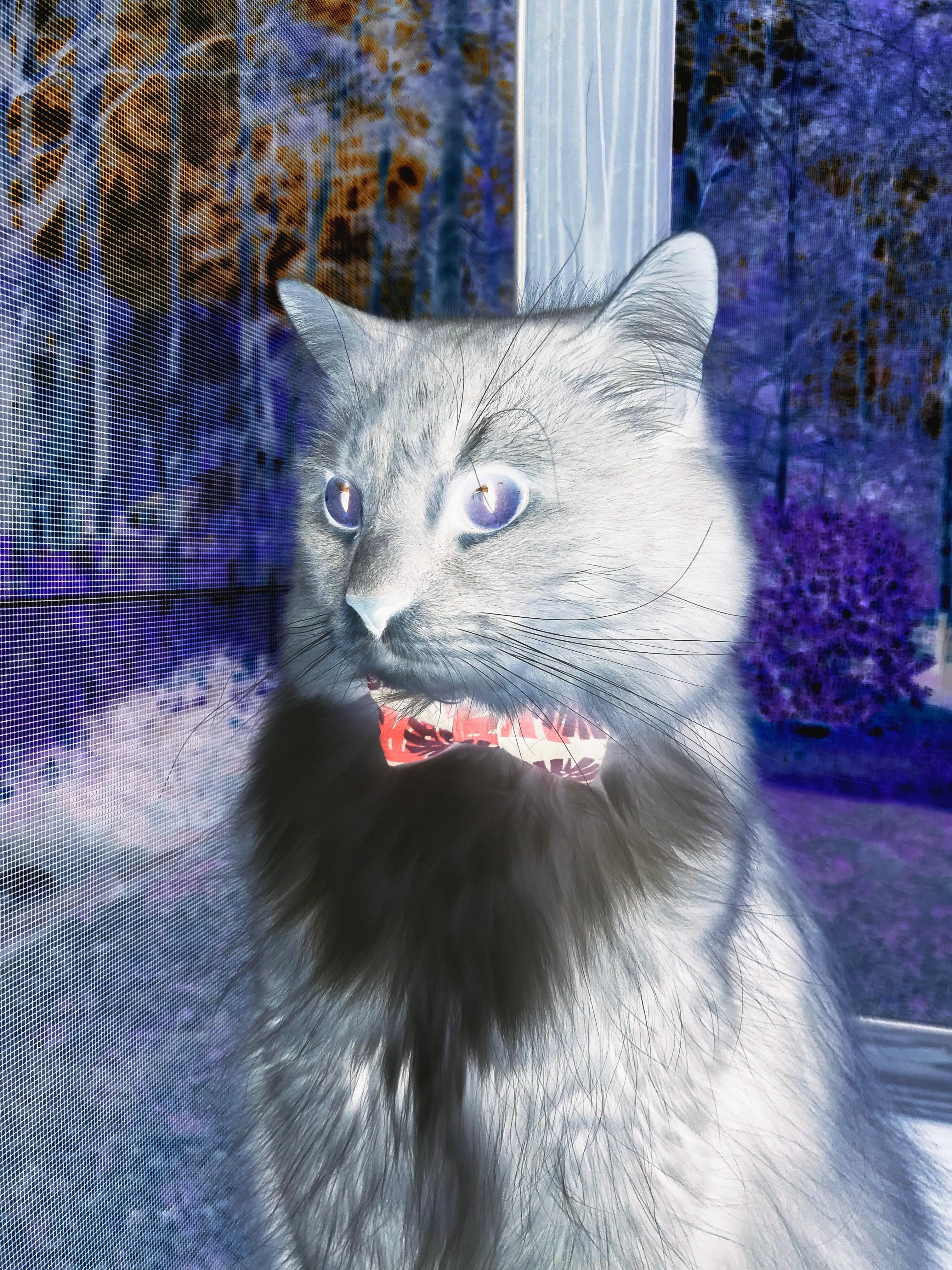 绝境亮剑!埃及补时风暴吞噬喀麦隆,特奥在聚光灯下淬炼成钢