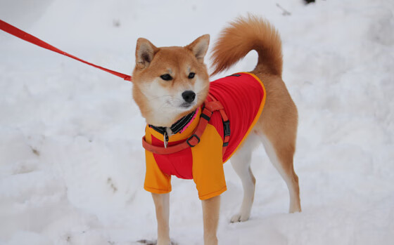 破夜前行者，哈登的稳定输出如何为开拓者点亮黎明